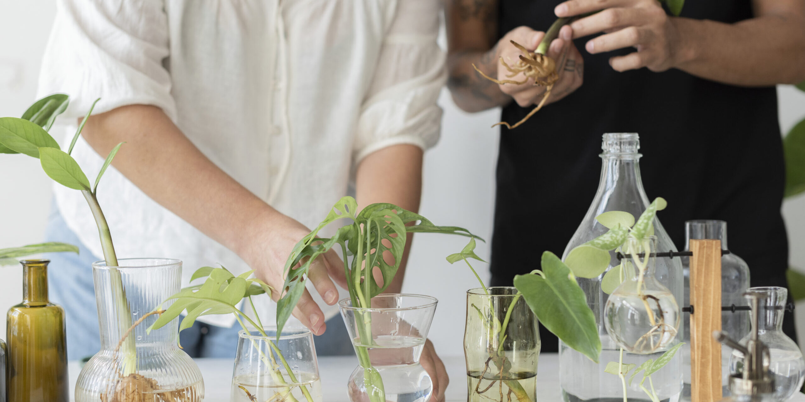 Couple water propagating their houseplants