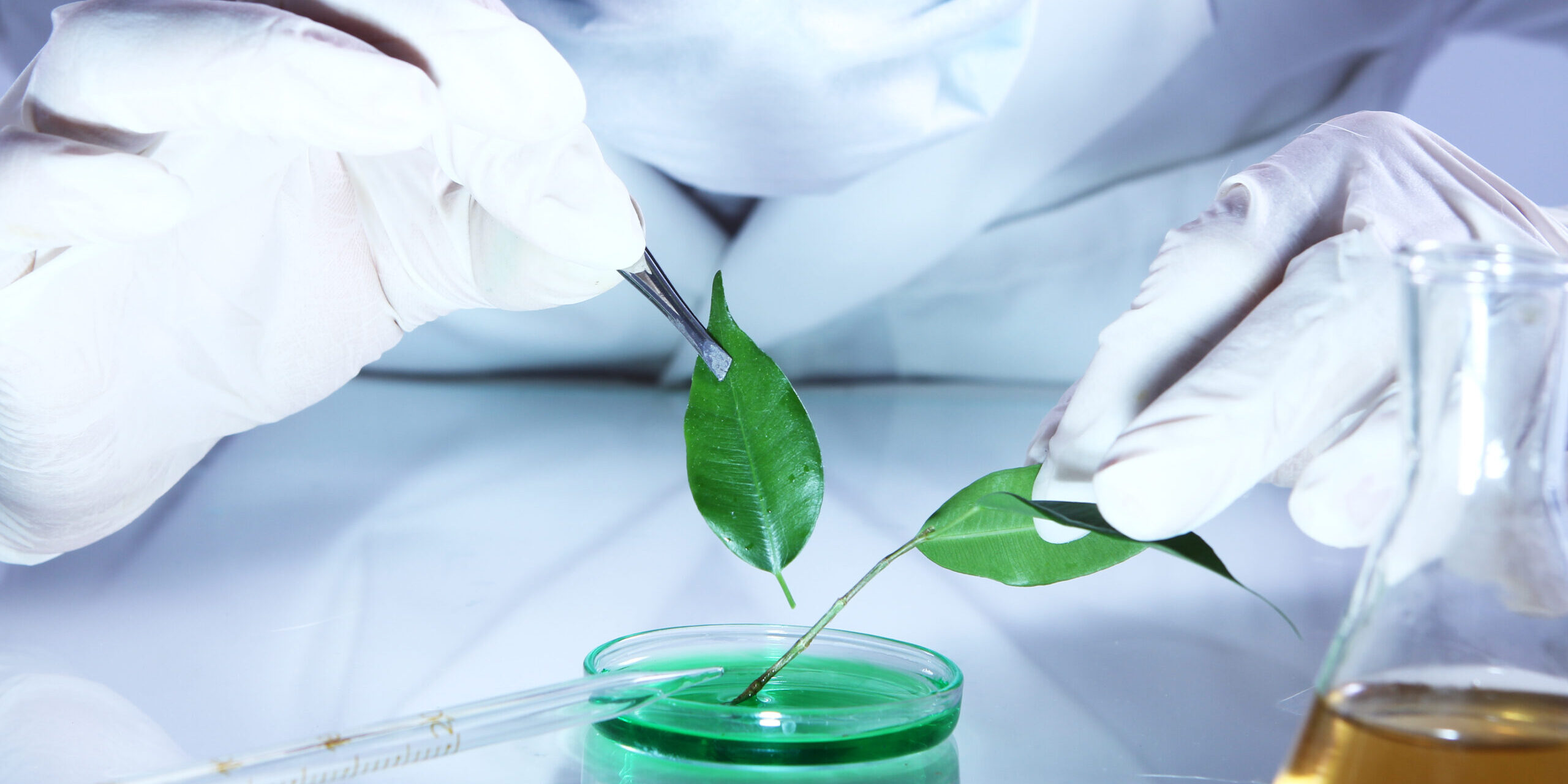 Science experiment with plant